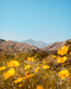 Yellow wildflowers at Mission Creek Preserve during a superbloom with mountains in the background at Desert Hot Springs, California