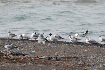 Bonaparte’s Gulls standing on the beach