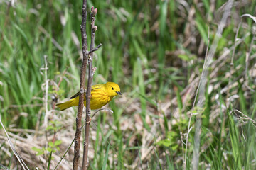 Yellow Warbler perched on a branch