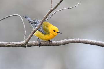 Prothonotary Warbler perched on a branch