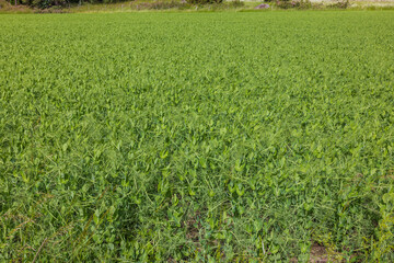 Beautiful view of green pea field. Agriculture concept. Sweden. 