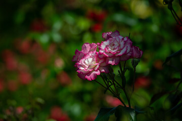 Nice  rose flowers with bokeh nature flora gardening macro, freshness and summer time