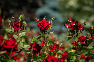 Nice  rose flowers with bokeh nature flora gardening macro, freshness and summer time