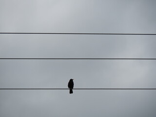 Black bird sitting on power line