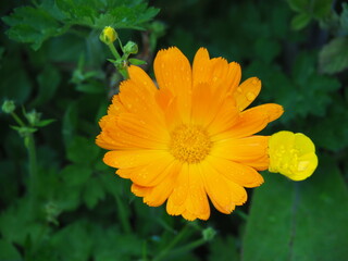 Orange calendula in green leaves.