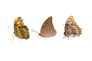 butterfly isolated on white background