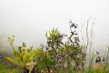 rugged landscape and vegetation in Tenerife