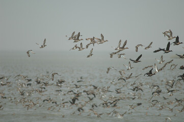 Flock of white-faced whistling ducks, garganey and northern pintails taking flight. Oiseaux du...