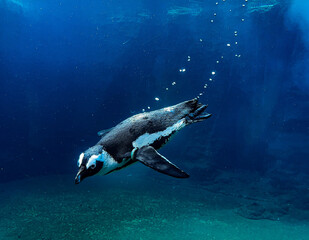 Naklejka premium school of fish