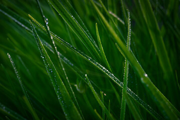Grass with dew drops. Green grass background or texture. Lawn with fresh grass.
