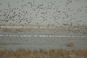 Greater flamingos, white-faced whistling ducks, fulvous whistling ducks, garganey and northern pintails. Oiseaux du Djoudj. Saint-Louis. Senegal.