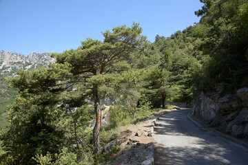 route étroite de montagne et un arbre au bord de route - Alpes-Maritimes