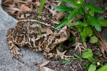 An American Toad sitting on a rock next to a garden