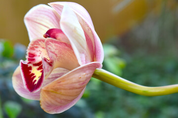 Eavesdropping A delicate single flower of a pink Cymbidium Christmas Joy Salmon orchid The Central...