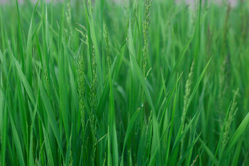 soft and fresh green grass background