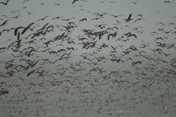 Flock of white-faced whistling ducks, fulvous whistling ducks, garganey and northern pintails. Oiseaux du Djoudj National Park. Saint-Louis. Senegal.