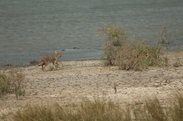 African golden wolf Canis lupaster. Oiseaux du Djoudj National Park. Saint-Louis. Senegal.