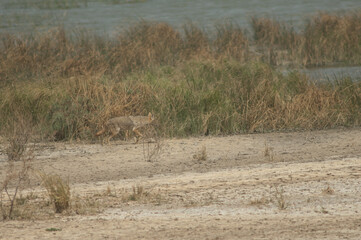 African golden wolf Canis lupaster. Oiseaux du Djoudj National Park. Saint-Louis. Senegal.