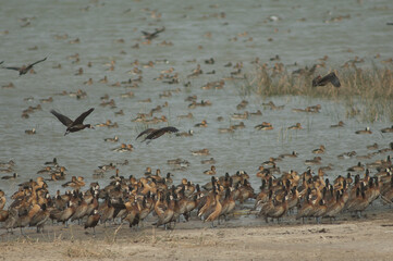 White-faced whistling ducks, fulvous whistling ducks and garganey. Oiseaux du Djoudj National Park....