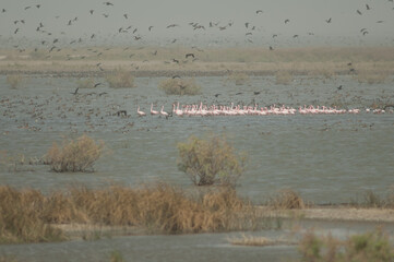 Greater flamingos Phoenicopterus roseus in a lagoon. Oiseaux du Djoudj National Park. Saint-Louis. Senegal.