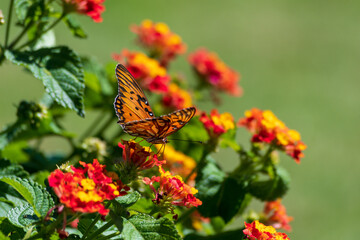 Monarch butterfly perched on flowers.