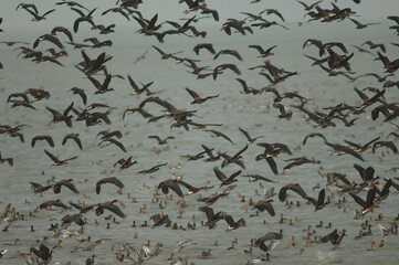 Flock of white-faced whistling ducks and fulvous whistling ducks taking flight. Oiseaux du Djoud...