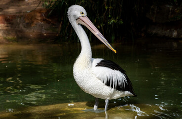 Australian Pelican (Pelecanus conspicillatus)