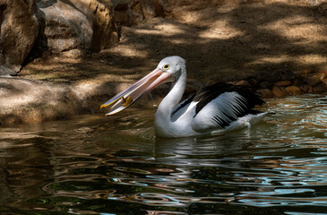 Australian Pelican (Pelecanus conspicillatus)