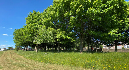 Wild plants, and old trees, high on the hills near, Wrose Road, Wrose, Bradford, UK
