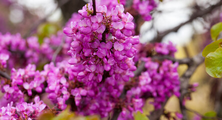 Obraz premium Lush blooming Cercis tree with pinkish-red flowers on leafless branches