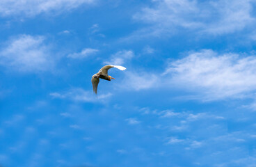 Cattle Egret (Bubulcus ibis)