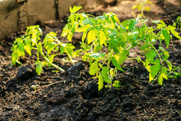 Planting tomatoes pepper seedling in ground, soil in organic garden, greenhouse. farming, cultivation, agriculture at sunset in spring summer,eco friendly,ecology concept.selective focus