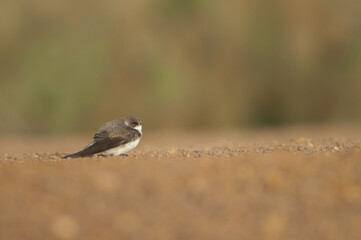 Alpine swift Tachymarptis melba resting. Oiseaux du Djoudj National Park. Saint-Louis. Senegal.