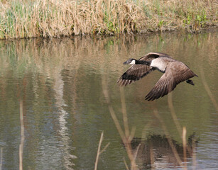 Canada goose flying across river