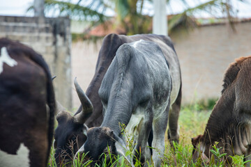 fotografia de natureza: gado, vacas e bois pastando ao ar livre fora da fazenda, durante o dia. 