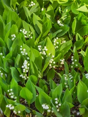 Poster Natural spring background with blooming flowers of Lily of the valley or Convallaria majalis among green leaves. © Konstantin Aksenov
