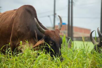 fotografia de natureza: gado, vacas e bois pastando ao ar livre fora da fazenda, durante o dia. 