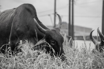 fotografia de natureza: gado, vacas e bois pastando ao ar livre fora da fazenda, durante o dia. 