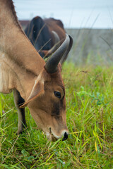 fotografia de natureza: gado, vacas e bois pastando ao ar livre fora da fazenda, durante o dia. 
