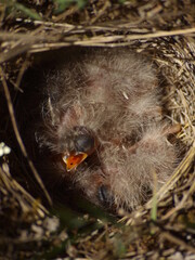nest of the little bird