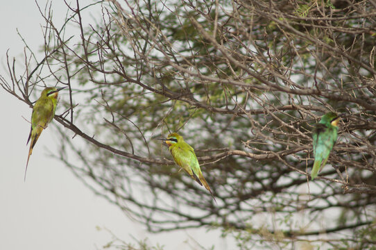 Blue-cheeked bee-eaters Merops persicus on a tree. Oiseaux du Djoudj National Park. Saint-Louis. Senegal.
