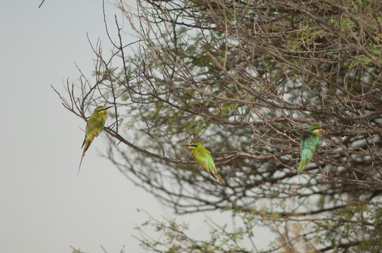 Blue-cheeked bee-eaters Merops persicus on a tree. Oiseaux du Djoudj National Park. Saint-Louis. Senegal.