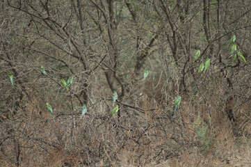 Blue-cheeked bee-eaters Merops persicus on a tree. Oiseaux du Djoudj National Park. Saint-Louis. Senegal.