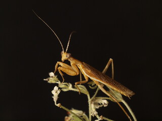 mantis