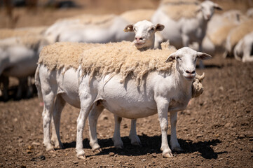 Fototapeta premium Wild goats grazing on grass in outdoor pasture