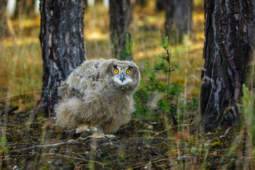 Fluffy owl chick in morning. Beautiful young eurasian eagle owl, Bubo bubo, perched in pine forest, waiting for feed. Adorable juvenile owl with orange eyes. Wild cub in nature habitat. Wildlife.