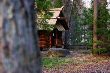 squirrel in the forest