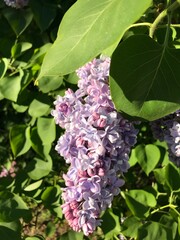Lilac bush. Branches of beautiful lilac.