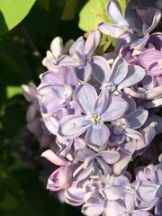 Lilac bush. Branches of beautiful lilac.