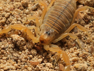 macro photo (buthus)